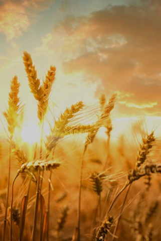 Agriculture
