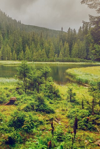 Forestry
