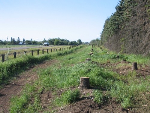 BEFORE - Pine Stumps