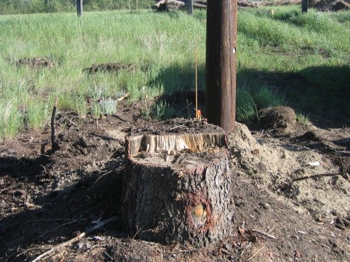 BEFORE - Pine Stumps