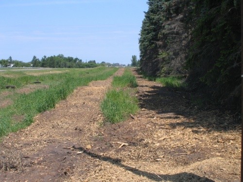 AFTER - Pine Stumps