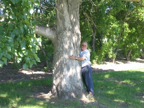 BEFORE - Large Poplar