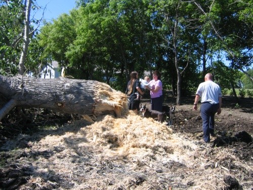 DURING - Large Poplar