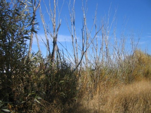 Before Willow Tree Line