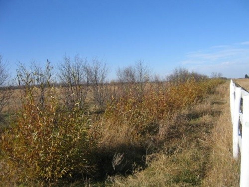 1 Year Later - Willow Tree Line