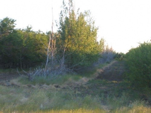 BEFORE - Farmyard Tree Line