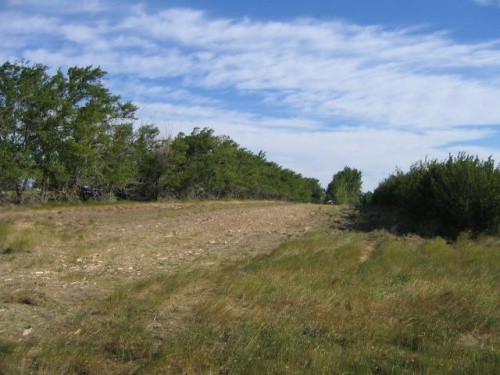 AFTER - Farmyard Tree Line