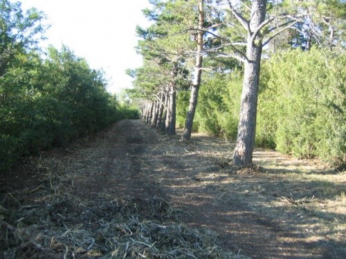 Overgrowth Clean-Up & Trimming