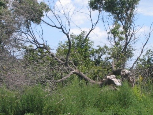BEFORE - Disaster Clean-Up